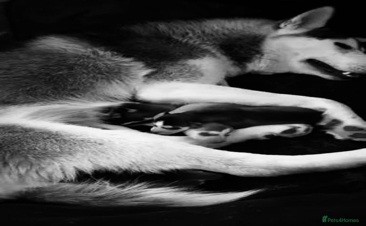 Pomsky dogs - Advert 1