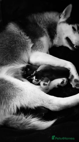 Pomsky dogs - Advert 1