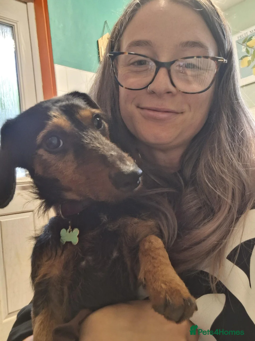 Dachshund dogs for sale: Wirehaired Dachshund for sale in Oswestry - Advert 4