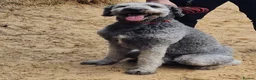 Sheepadoodle dogs for sale: Finn, 4 year old Male Sheepadoodle - Advert 6