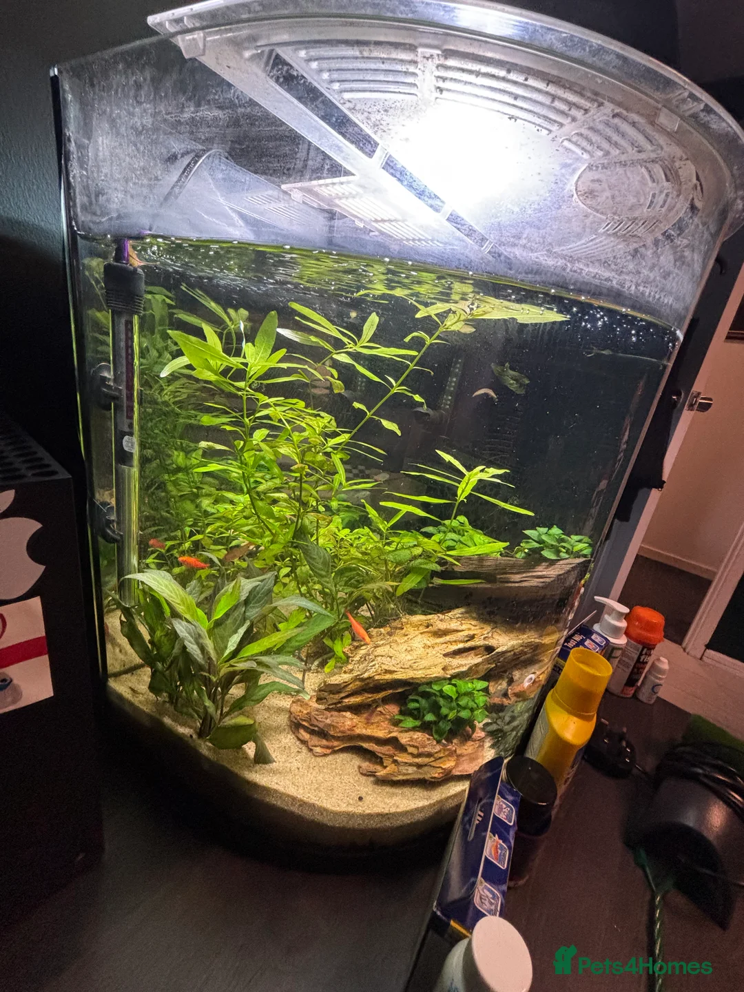 Barbs fish for sale: Full tropical setup with live plants and fish - Advert 5