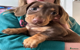 Miniature Dachshund dogs for stud: STUD chocolate dapple and tan miniature dachshund - Image 10