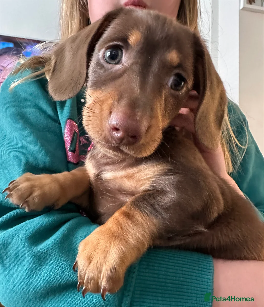 Miniature Dachshund dogs for stud: STUD chocolate dapple and tan miniature dachshund - Advert 10