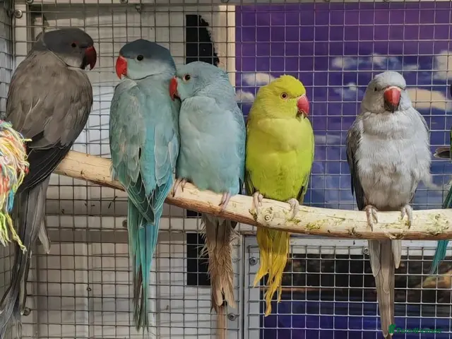 Parrots birds for sale: PARROTS/AMAZONS/PARAKEETS Available - Advert 2