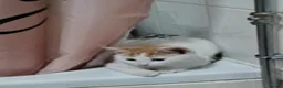 Mixed Breed cats for sale: Two ginger and white kittens  - Advert 7