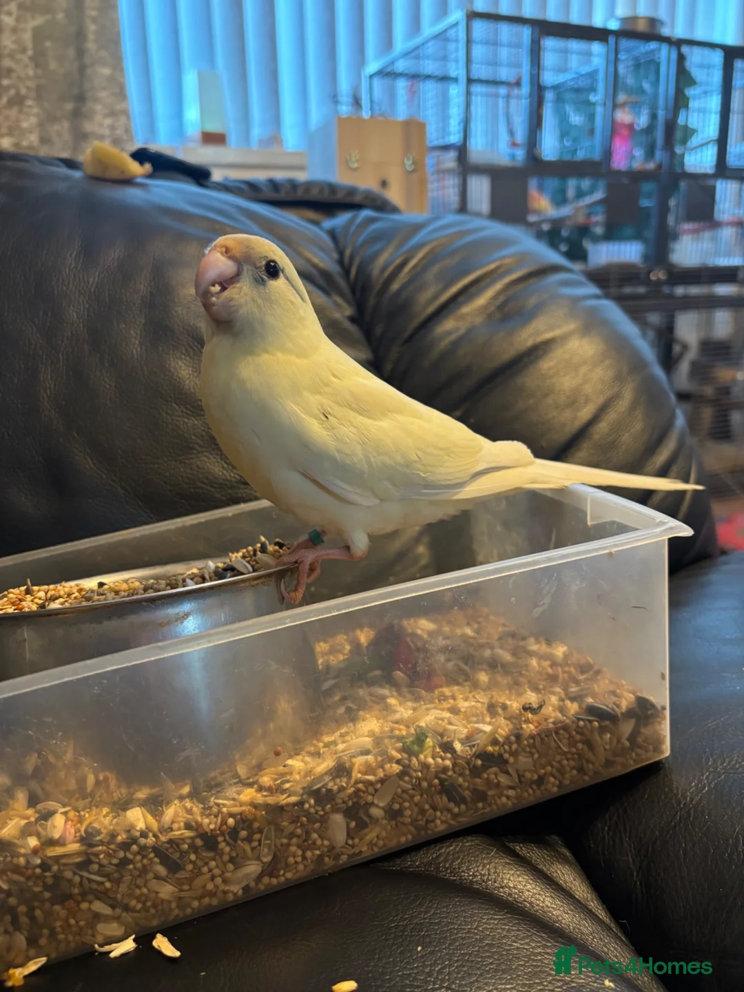 Parrots birds for sale: Hand reared , Male kakariki parrot  - Advert 6