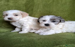 Lhasapoo dogs for sale: Lhasa Apso x Toy Poodle pups. Ready 11.09.25 - Image 10