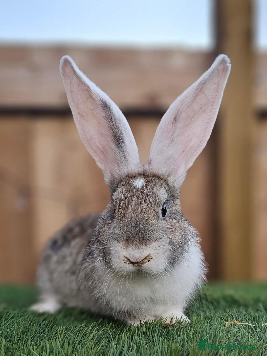 Continental Giant rabbits for sale: Continental Giant  - Image 1
