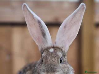 Continental Giant rabbits for sale - Advert 1