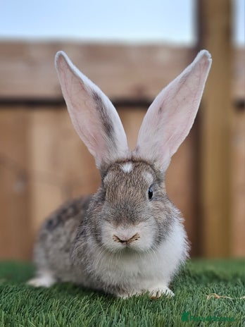 Continental Giant rabbits - Advert 7