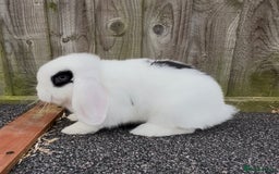 Mini Lop rabbits for sale: Beautiful mini lop babies both boys ready now  - Image 2