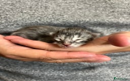 Maine Coon cats for sale: Maine coon kittens  - Image 8