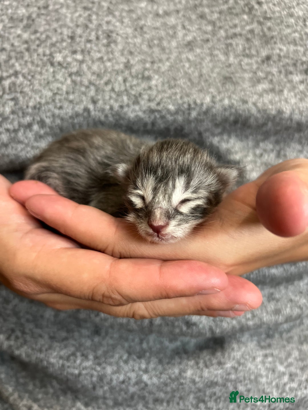 Maine Coon cats for sale: Maine coon kittens  - Image 8