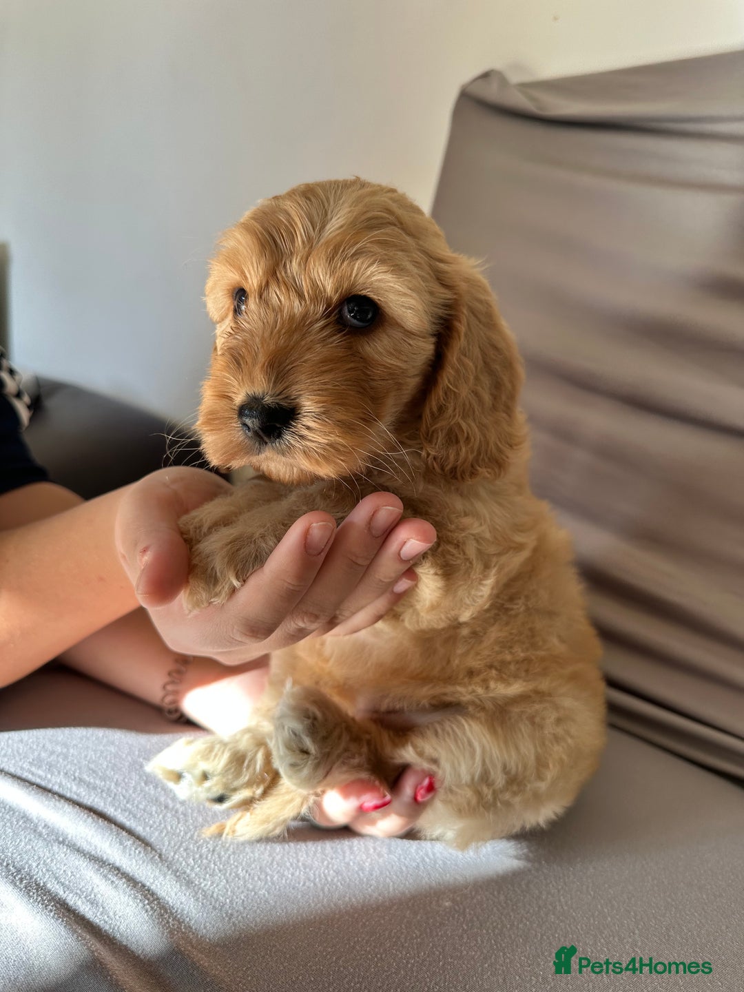 Cockapoo dogs for sale: Adorable Pappy Bread Cockapoo Puppies F2 - Image 18