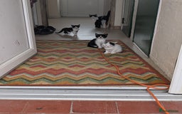 Domestic Shorthair cats for sale: Kittens for sale  - Image 3