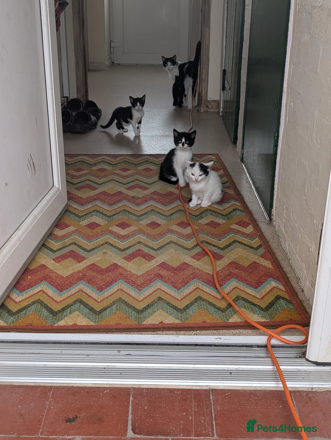 Domestic Shorthair cats for sale: Kittens for sale  - Image 3