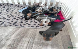 Miniature Dachshund dogs for sale: Beautiful sausages available - Image 3