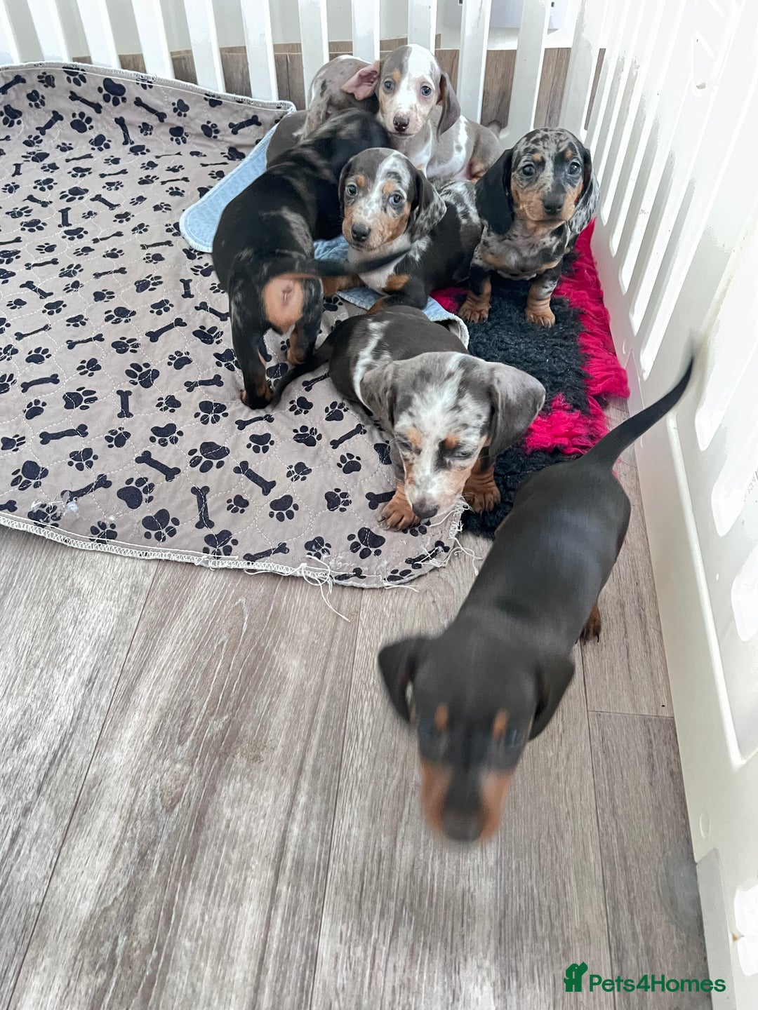 Miniature Dachshund dogs for sale: Beautiful sausages available - Image 3