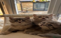 Scottish Fold cats for sale: Pedigree Scottish fold and straight kittens - Image 9