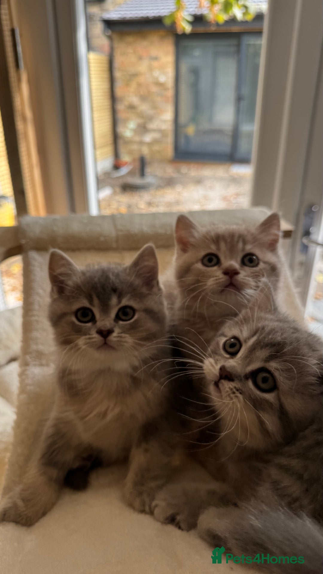 Scottish Fold cats for sale: Pedigree Scottish fold and straight kittens - Image 9