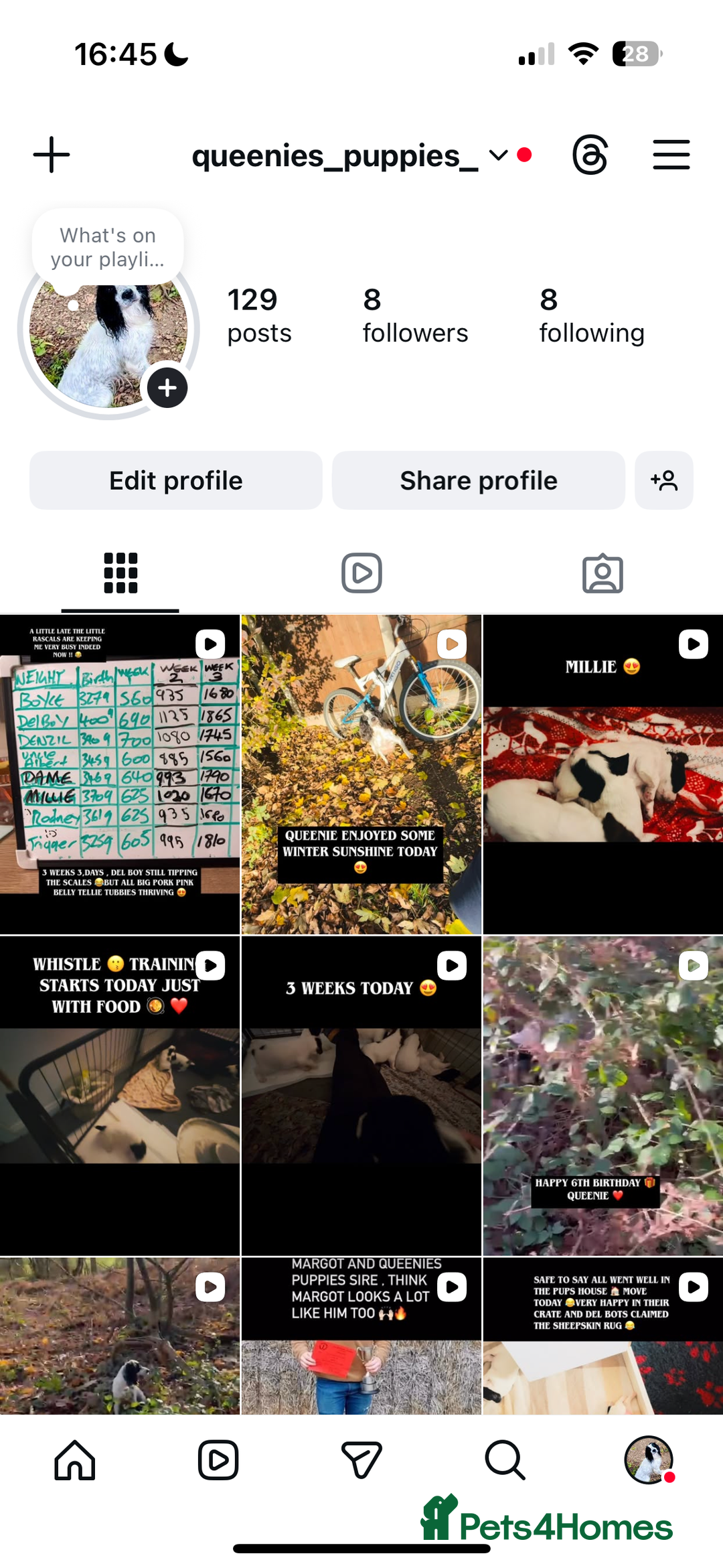 English Springer Spaniel dogs for sale: Fun whistle trained and crate clean by 8 weeks   - Advert 6