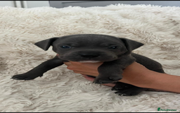 Mixed Breed dogs for sale: 🏡 Staff x American Bulldog Puppies  - Image 18