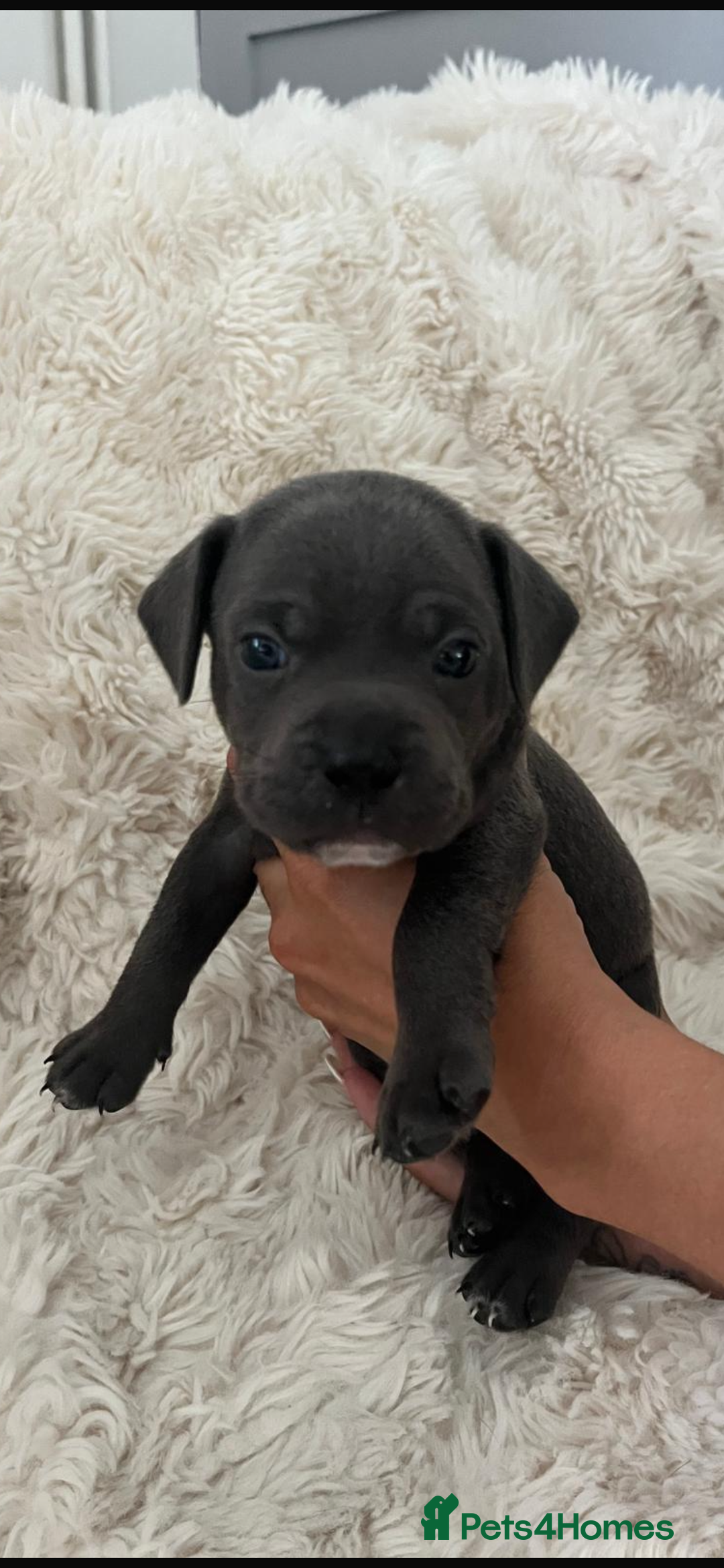 Mixed Breed dogs for sale: 🏡 Staff x American Bulldog Puppies  - Image 18