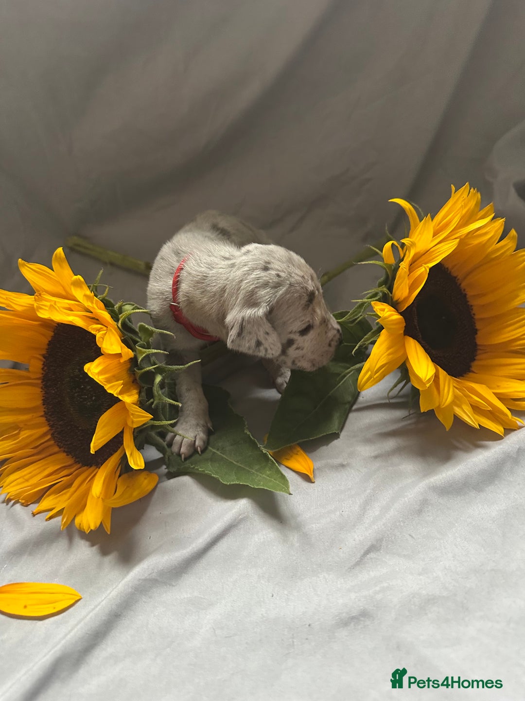 Great Dane dogs for sale: KC Registered Great Dane Puppies. - Image 11