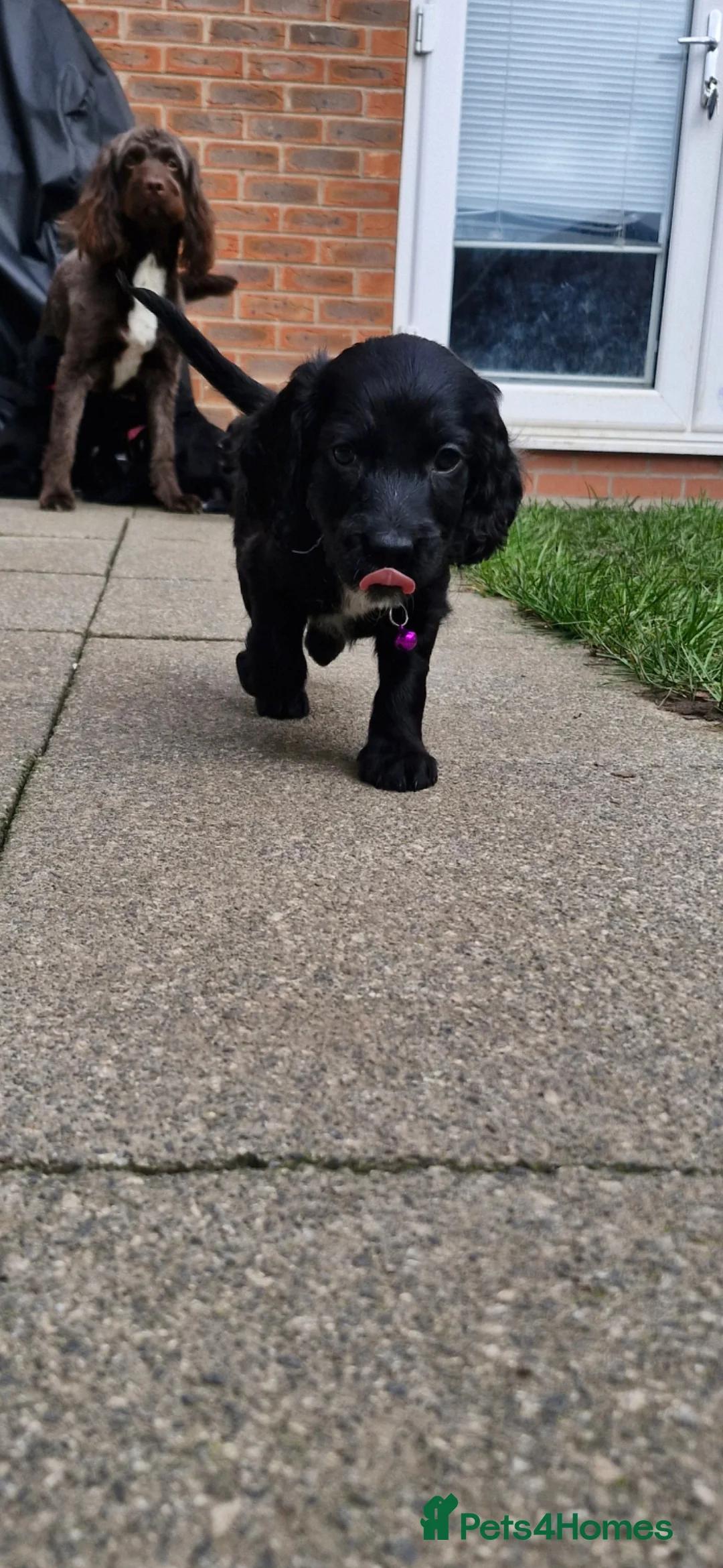 Sproodle dogs for sale: Sproodle f1b puppies - Advert 9