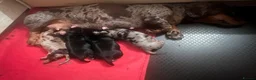 Miniature Dachshund dogs for sale: KC registered miniature short haired dachshunds   - Advert 13