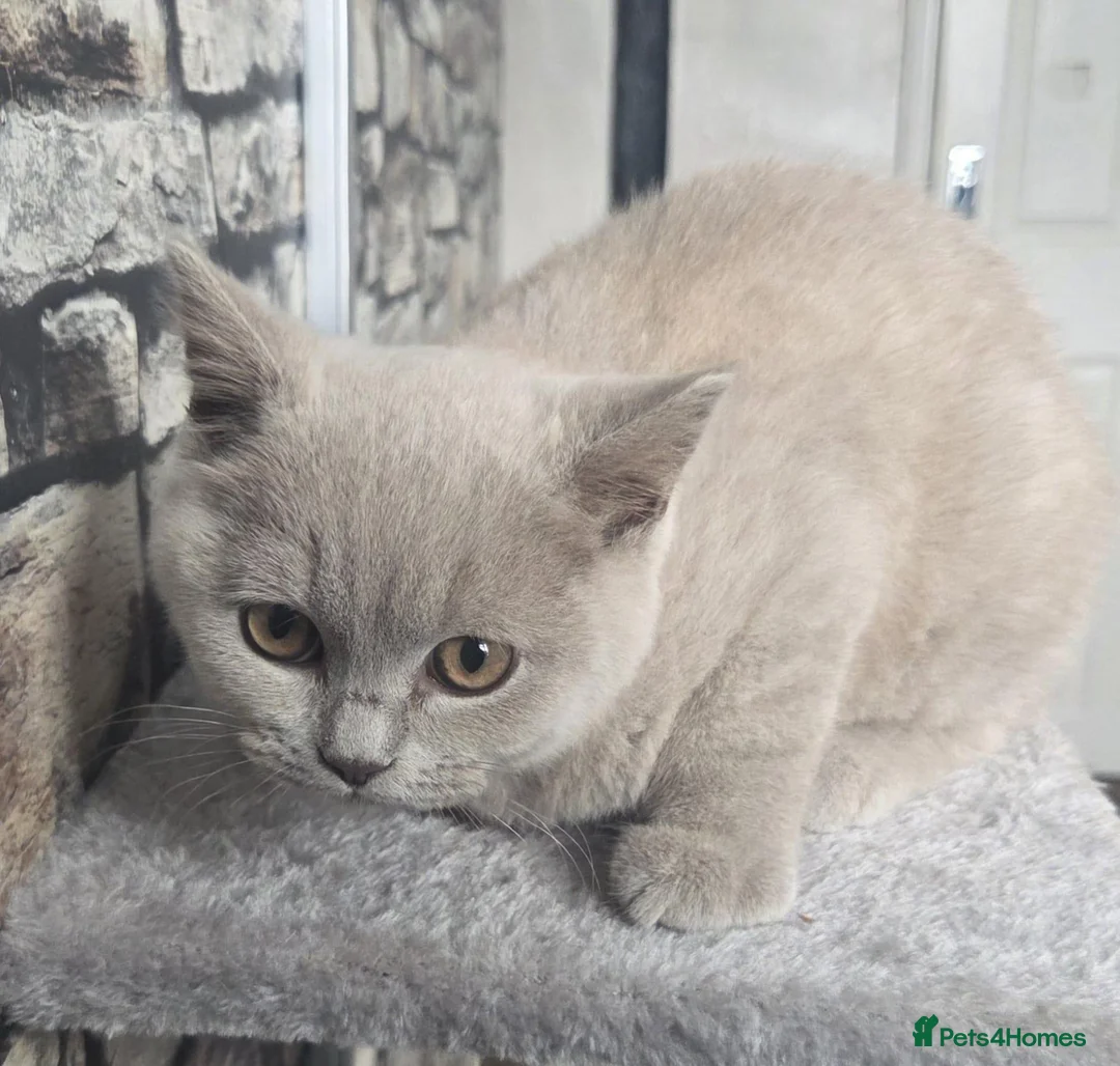 British Shorthair cats for sale: Lilac girl available  - Advert 4