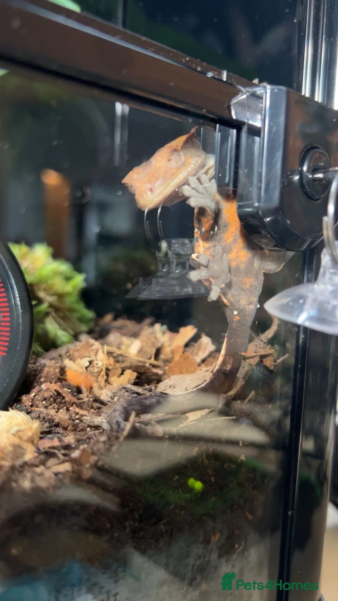 Gecko reptiles for sale: crested gecko for rehoming  in Leyland - Advert 2