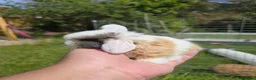 Mini Lop rabbits for sale: 4 Purebred Mini Lop kits for sale - Advert 2