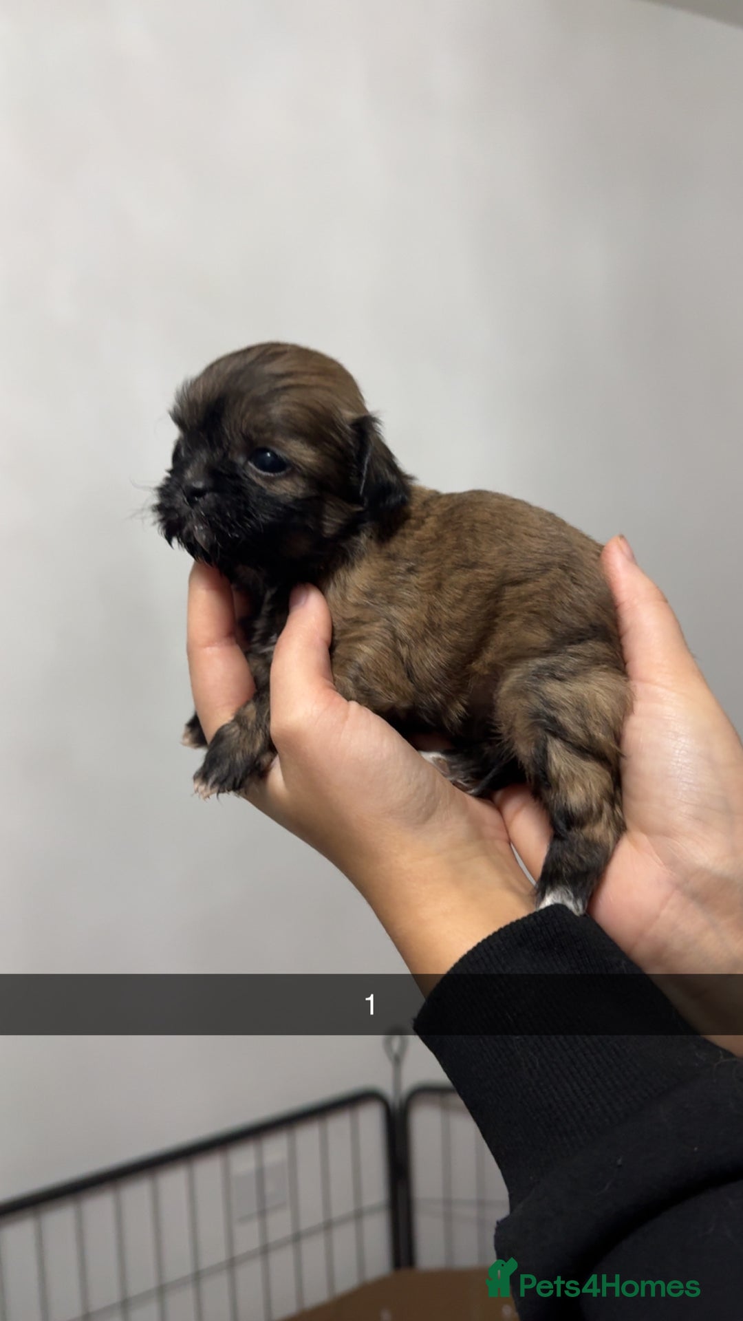 Shih Tzu dogs for sale: Shih tzu puppies for sale 2 girls 2 boys - Advert 2