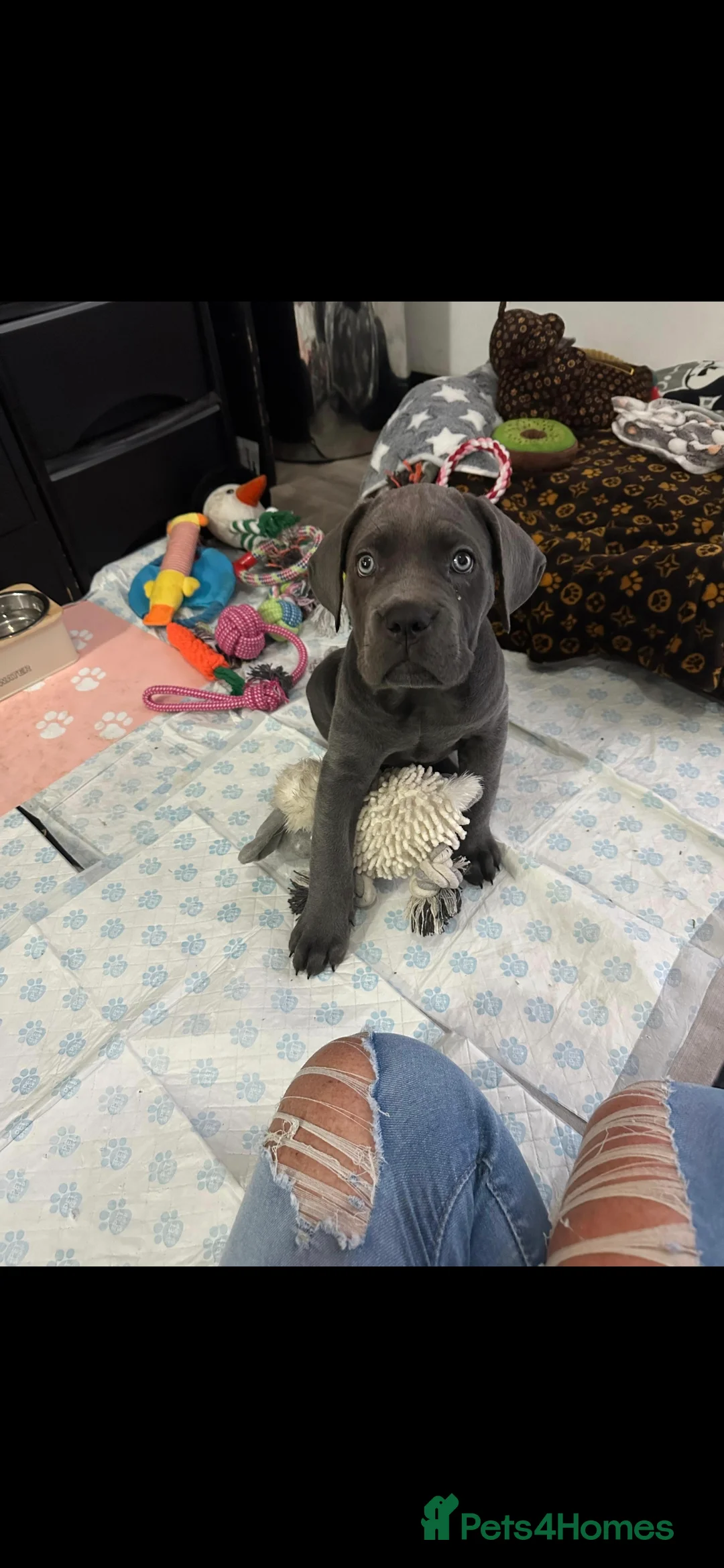 Cane Corso dogs for sale: Beautiful Girl looking for a new home - Advert 5