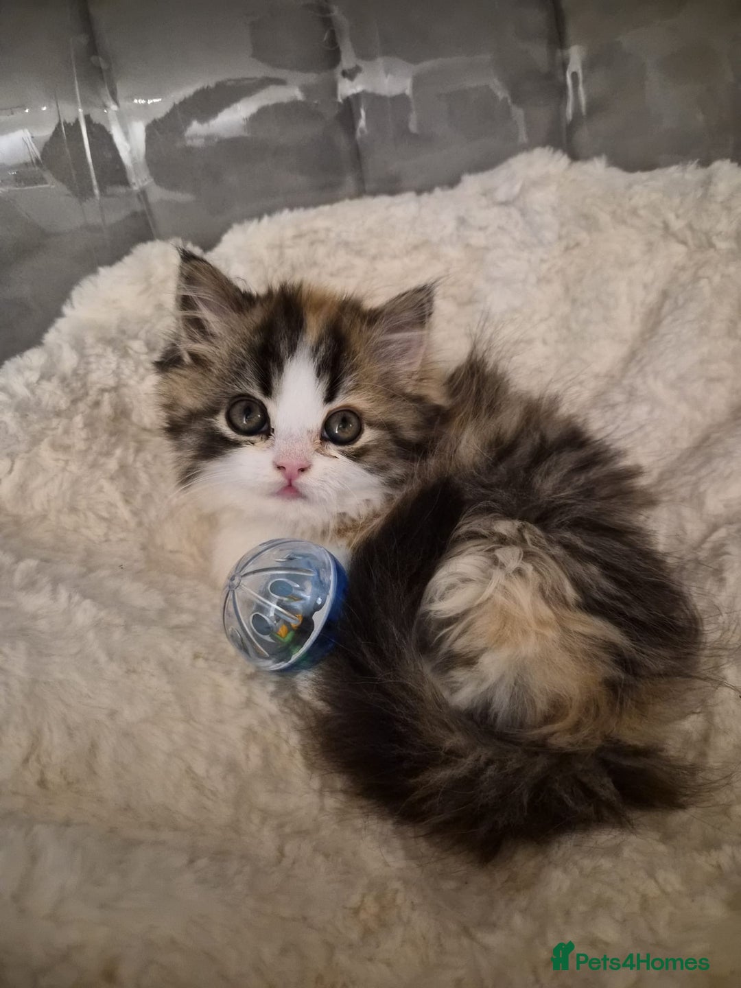 Persian cats for sale: Persian kittens 1 male and 1 female  - Advert 5