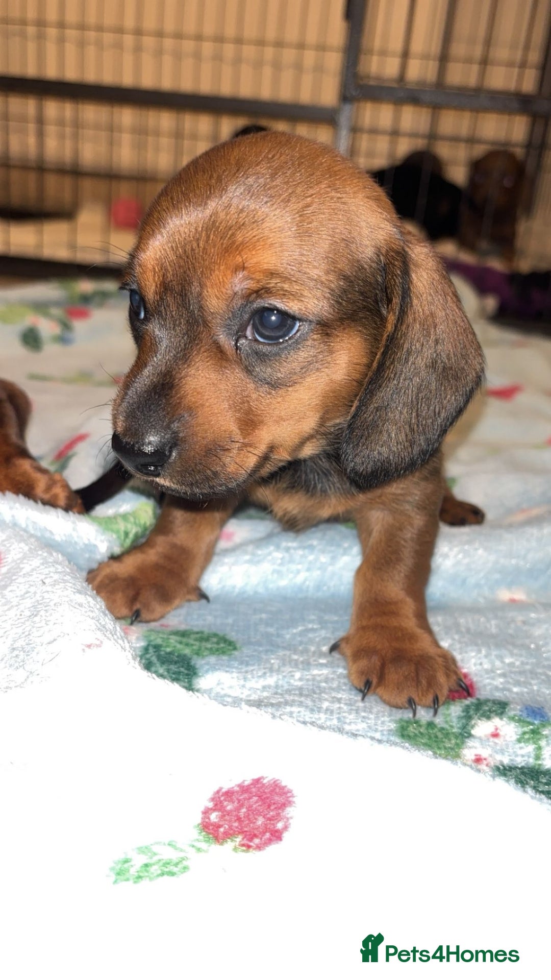 Miniature Dachshund dogs for sale: Miniature shaded red boy available now  - Advert 13