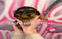 Cockapoo dogs for sale: *STUNNING F1 COCKAPOO PUPPIES* - Advert 19