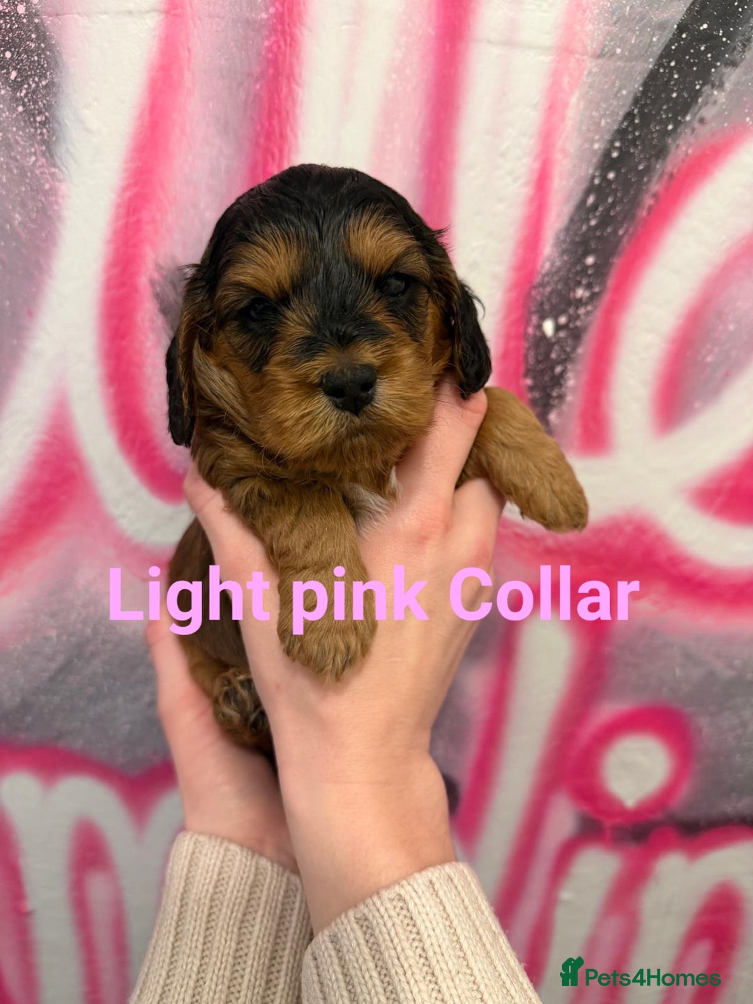 Cockapoo dogs for sale: *STUNNING F1 COCKAPOO PUPPIES* - Advert 19