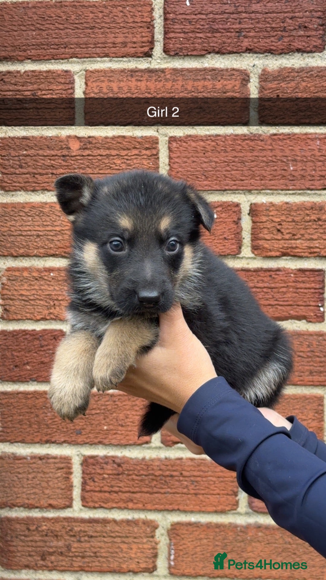 German Shepherd dogs Short haired German shepherds  - Advert 2