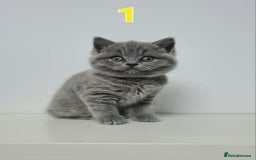 British Shorthair cats for sale: 4x British Short-hair kittens - Image 2