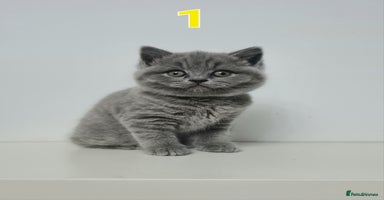 British Shorthair cats - Advert 9
