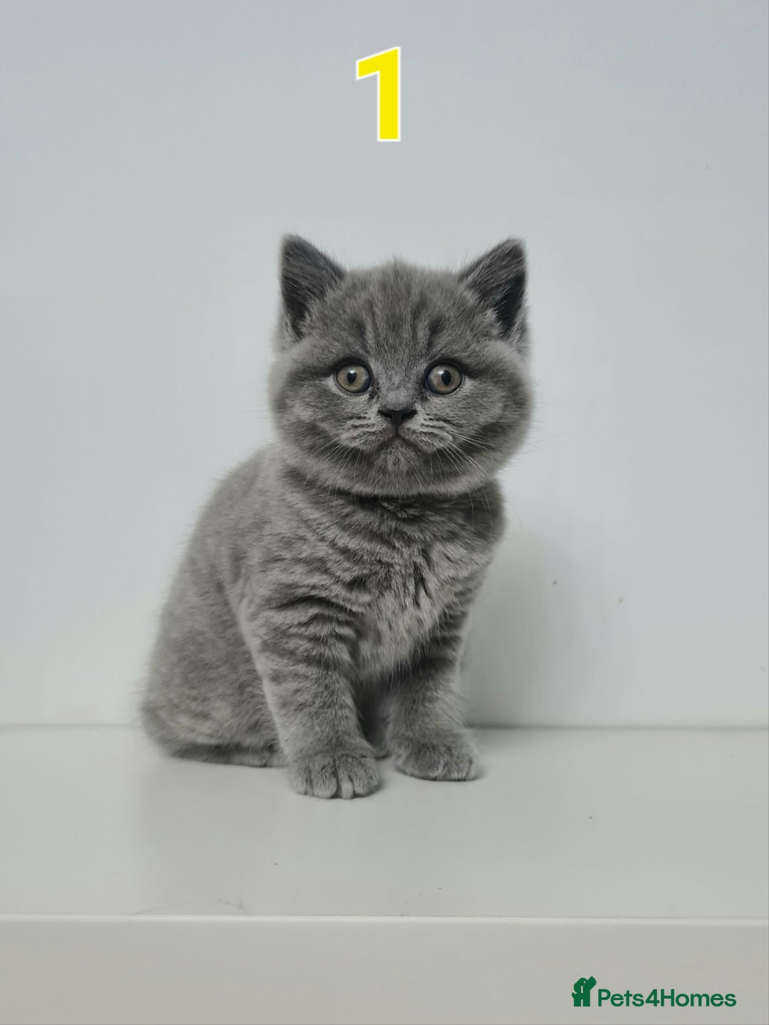 British Shorthair cats for sale: 4x British Short-hair kittens - Image 2