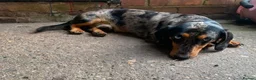 Miniature Dachshund dogs for sale: Miniature Dapple Dachshund  in Middlesbrough - Advert 3