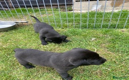 Labrador Retriever dogs for sale: Labrador pups - Image 7