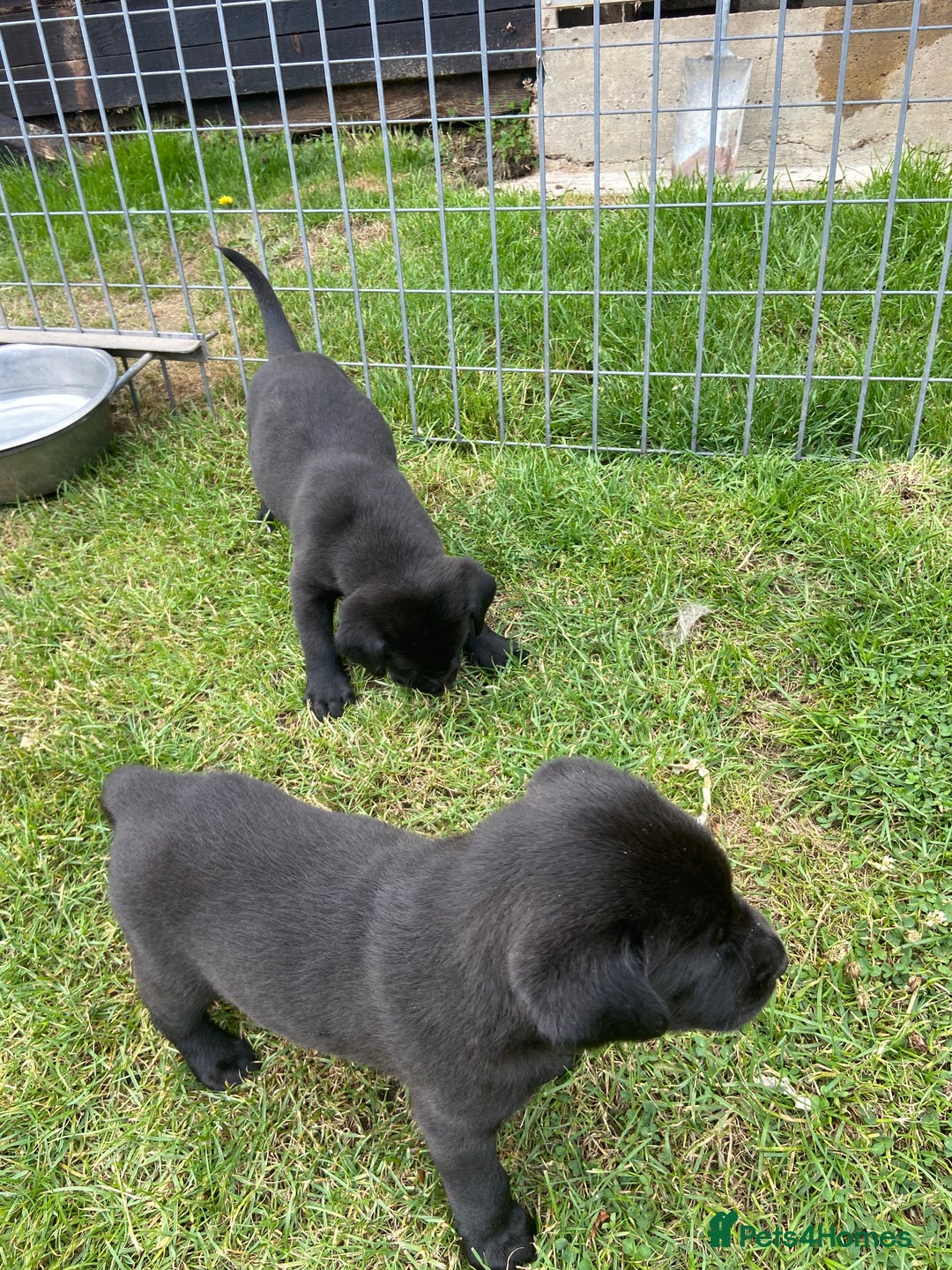 Labrador Retriever dogs for sale: Labrador pups - Image 7