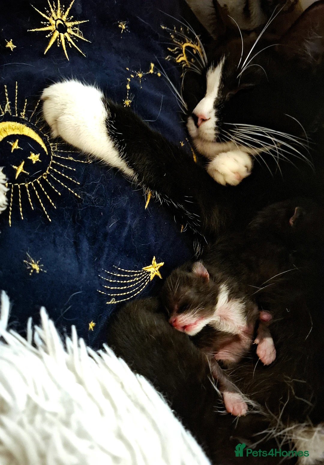 Gallery Image {{count}}