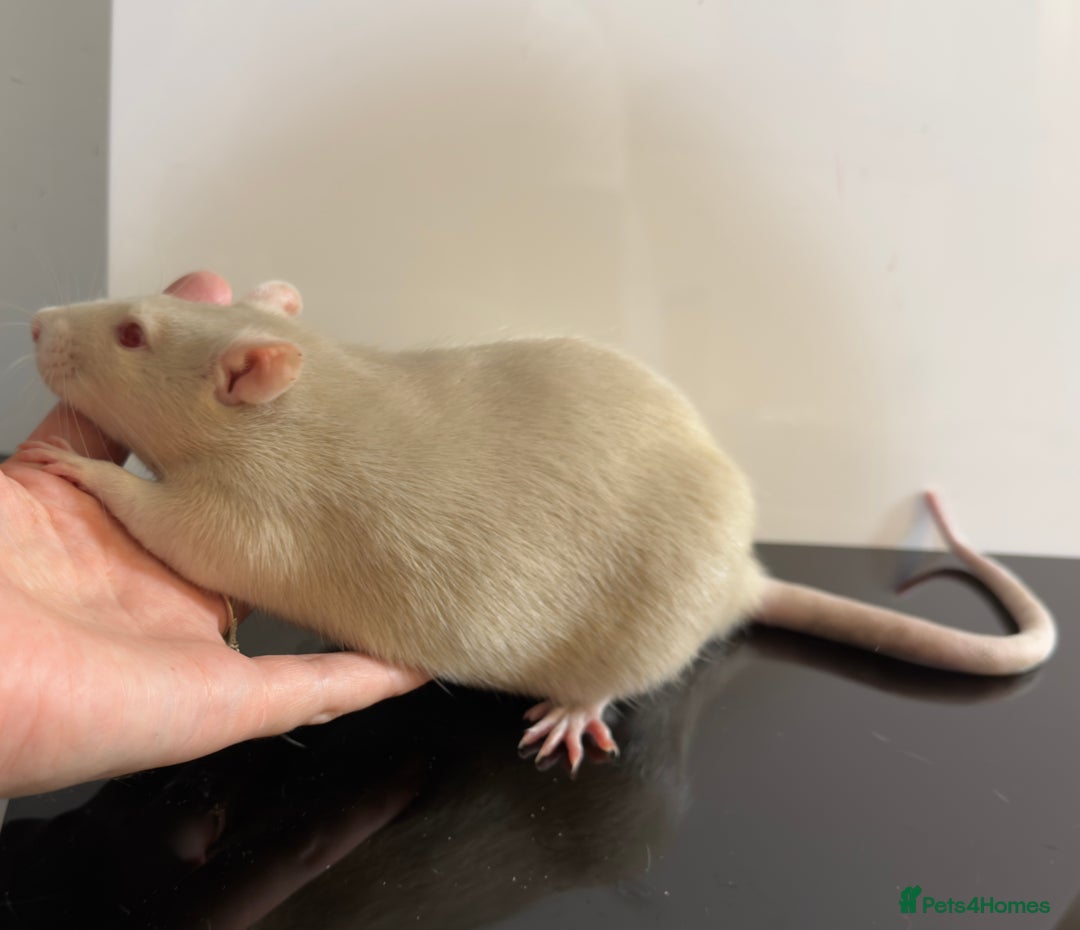 Rat rodents for sale: 2 x young and loving rats + cage + water bottle  - Image 6