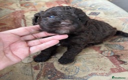 Cockapoo dogs for sale: Cockerpoo puppies - Image 4