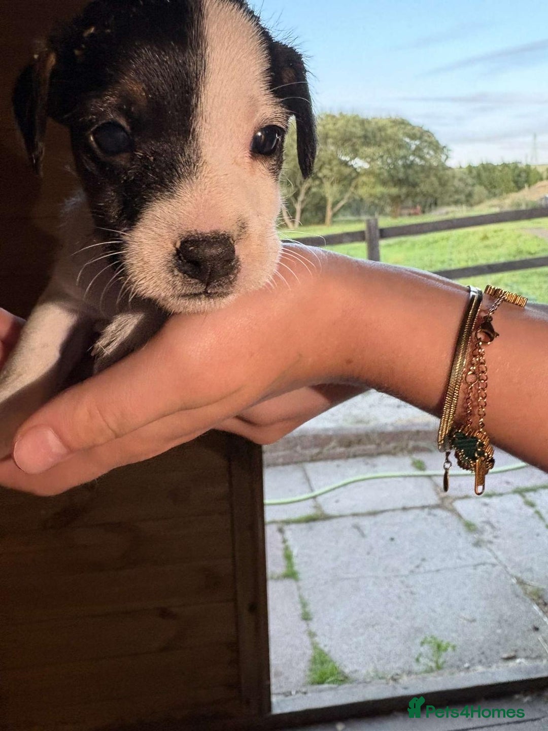 Jack Russell dogs for sale: Jack Russell puppies 5 boys left - Image 38
